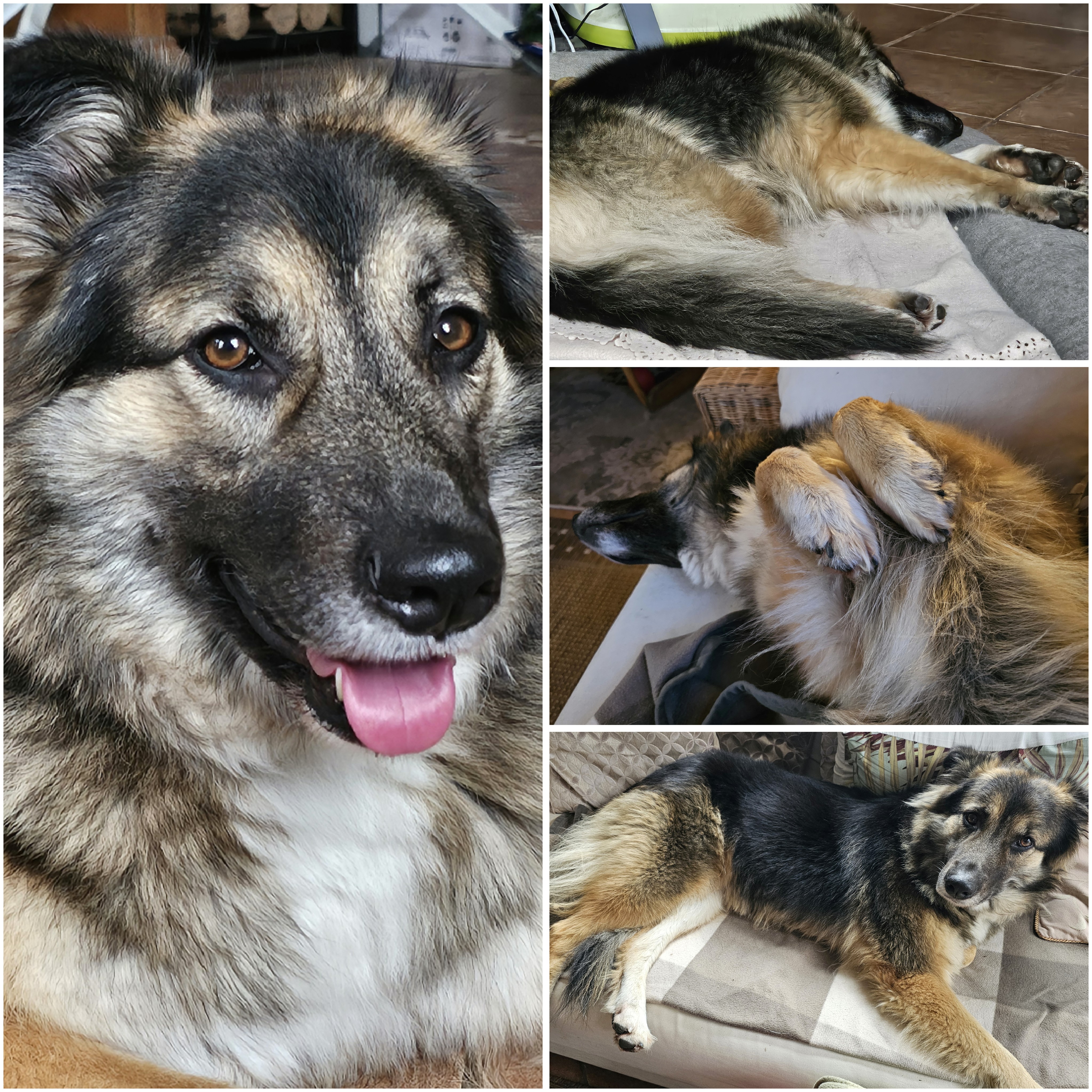 Lucy's New Home 03.jpg